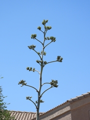 Agave
