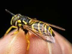 Chrysotoxum pubescens