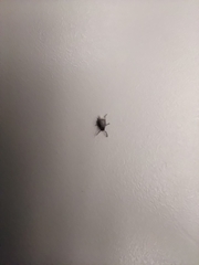 Bruchinae