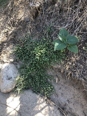 Euphorbia albomarginata