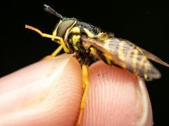 Chrysotoxum pubescens