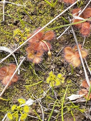 Drosera aberrans