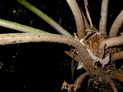 Alsophila leichhardtiana