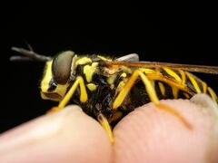 Chrysotoxum pubescens