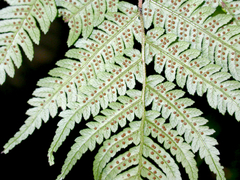 Alsophila leichhardtiana