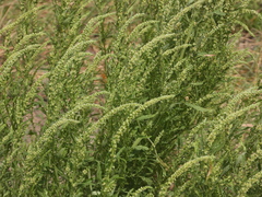 Chenopodium berlandieri