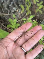 Taenidia integerrima