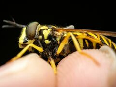 Chrysotoxum pubescens