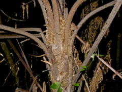 Alsophila leichhardtiana
