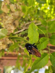 Xylocopa