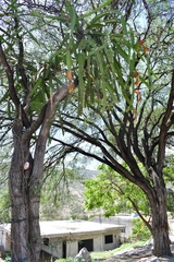 Selenicereus undatus