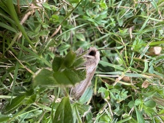 Mythimna unipuncta