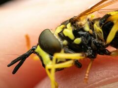 Chrysotoxum pubescens