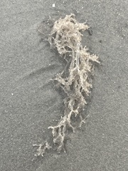 Amathia verticillata