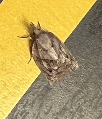 Platynota idaeusalis