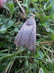 Mythimna unipuncta