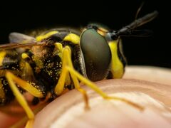 Chrysotoxum pubescens