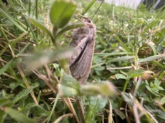 Mythimna unipuncta