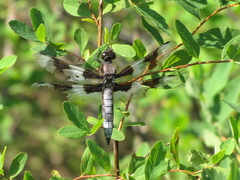 Libellula forensis
