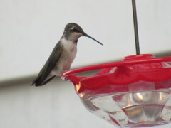 Archilochus alexandri