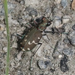 Cicindela duodecimguttata