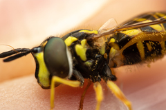 Chrysotoxum pubescens