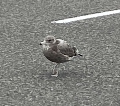 Larus californicus