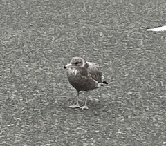 Larus californicus