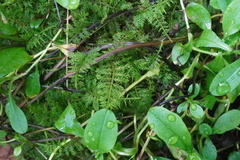 Thuidium delicatulum