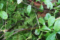 Thuidium delicatulum