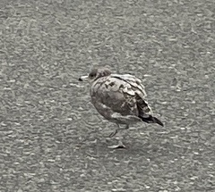 Larus californicus