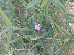 Strophostyles leiosperma