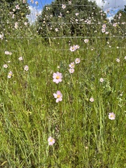 Cosmos parviflorus