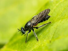 Laphria canis