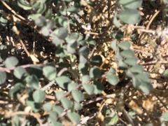 Astragalus lentiginosus