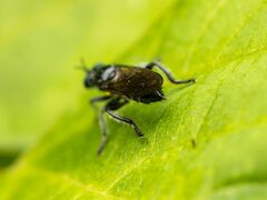 Laphria canis