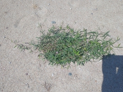 Strophostyles leiosperma