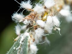 Grylloprociphilus imbricator