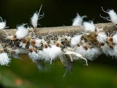 Grylloprociphilus imbricator