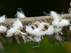 Grylloprociphilus imbricator