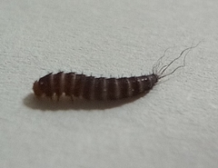 Dermestidae