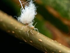 Grylloprociphilus imbricator