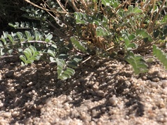 Astragalus lentiginosus