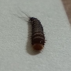 Dermestidae