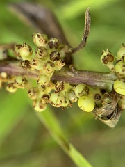 Cuscuta