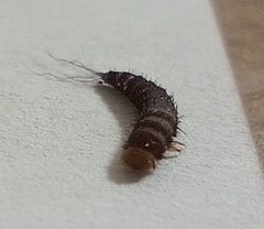Dermestidae