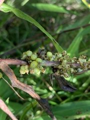 Cuscuta