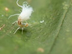 Grylloprociphilus imbricator