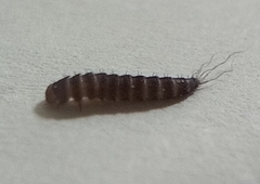 Dermestidae