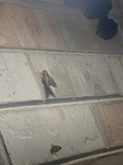 Mythimna unipuncta